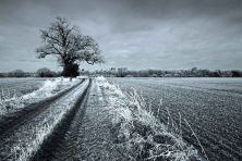 tree frost from freezing fog.jpg